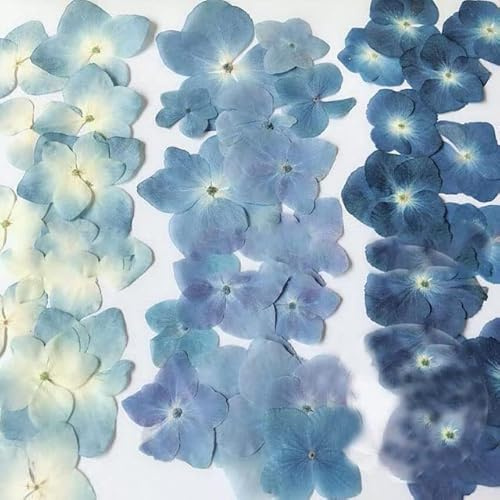 30 pcs Pressé Bleu Série Séché Hortensia Macrophylla Fleur Plantes Herbier pour Bijoux Cas de Téléphone Marque-Page Faire DIY-Mixte 1-4 cm