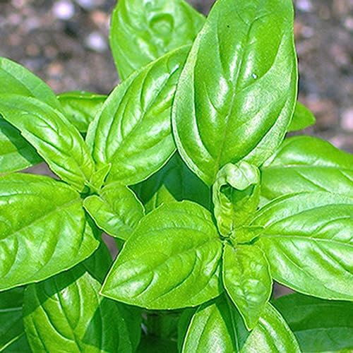 Semi di basilico genovese, 50 Pezzi/Borsa Semi di basilico genovese Fragranti Non OGM Semi-sempreverdi Semi di Sole Pieno per Cortile Verde