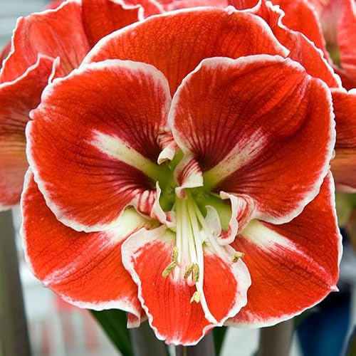 Amaryllis Samba® | 1 Stück | Blumenzwiebel | Schnittblume | Topfpflanze | Geeignet für Kübel | Zimmerpflanze | Rot | Weiß | Zwiebelgröße 28/30 | Ritterstern | 100% Blütegarantie | QFB Gardening