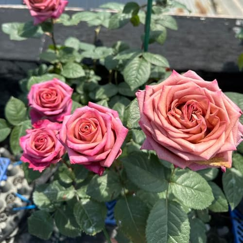 Semillas de rosal, invernaderos de balcón balcón jardín arbustos semillas silvestres arbustos en resistentes rápido crecimiento jardín 200pcs