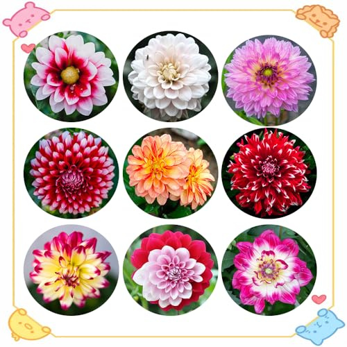 tuberi di dalia perenni resistenti - balcone decorazione rare 10pcs