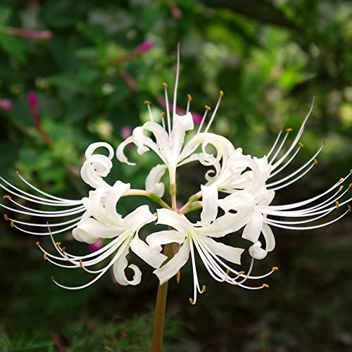 Lirio araña - Lycoris radiata de jardín decoración de jardín balcón rocas balcón 3bulbos