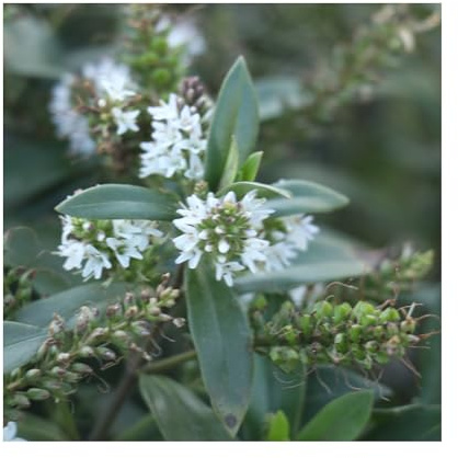 Hebe Naughties White - 3 Established 9cm Plants - Heavenly Hebe Plants Online - Ideal for Borders and Ground Cover Including Hedging.