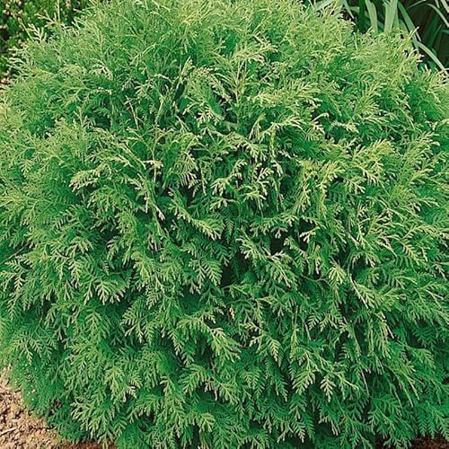 Thuja occidentalis 'Danica', Kugel-Lebensbaum, 10er-Set, Höhe 20-30 cm, Topf 2 l