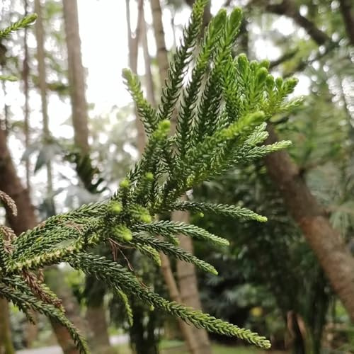 Araucaria, topfpflanzen draußen winterhart Araucaria Araucana, baumsamen kaufen alte sorten 20Samen