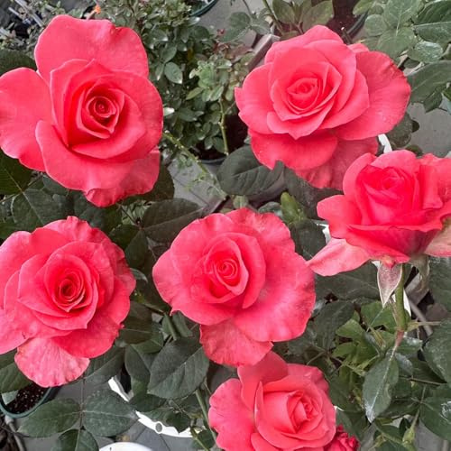 rosales trepadores, semillas de rosa de primavera, resistentes en semillas colgantes balcón jardín, enredaderas, decoración selvática 45semillas