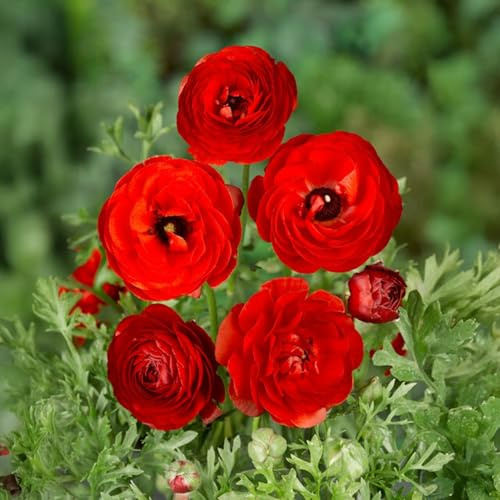 Ranunkelknölar | 6/7 cm i omkrets | Knölar från de bästa nederländska producenterna | Exklusivt urval och kvalitetskontroll | Garanterad blomning (10 röda ranunkler)