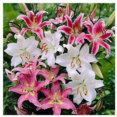 GARTHWAITE NURSERIES® : - UK Stockist. 6 Mixed Oriental Lily Pastel Collection Bulbs Trumpet-Shaped Highly Fragrant Garden Perennial