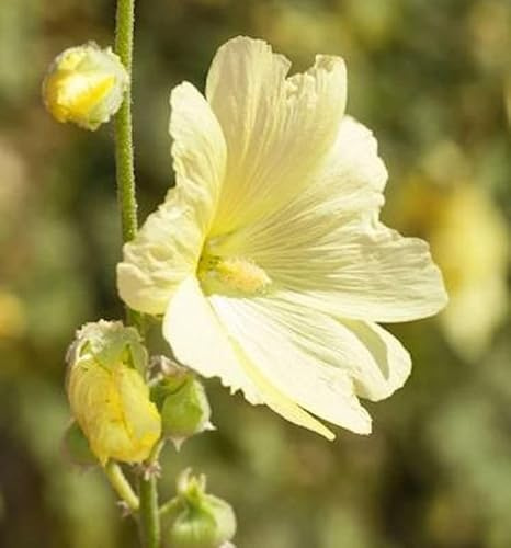 Russische Stockrose - Alcea rugosa - lebende Gartenpflanze aus den Baumschulen