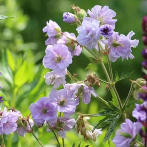 Storchenschnabel, blumenwiese Geranium wilfordii, blumendeko balkongewächshäuser bodendecker exotische stauden winterhart mehrjährig 500Samen