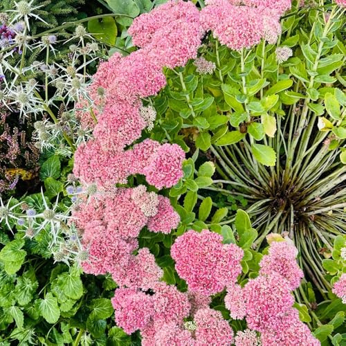 Sedum, sedum sprossen dachbegrünung sukkulenten topfpflanzen draußen winterhart winterharte für balkon exotische 600Samen