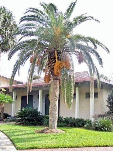 Phoenix canariensis kanarische Dattelpalme 10 Samen