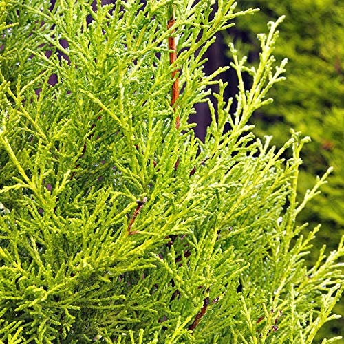 Gold Leylandii Fast Growing Evergreen Conifer Hedging Garden Plants in Pots (1-2ft, 1 Plant)
