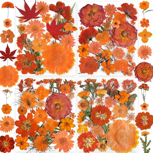YouthBro 144PCS Fleurs Séchées Pressées Orange pour Pésine Vraie Nature Fleurs de Marguerite pour Bijoux Savon Vase Carte Scrapbook Art Décors