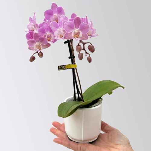 Mini-Phalaenopsis mit Keramiktopf, rosa/lila, Topf-Ø 7 cm, 2 Pflanzen