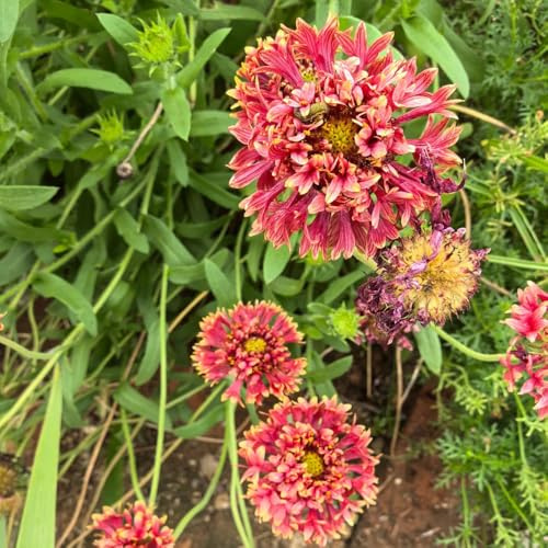 Kokardenblume, geschenke für gärtner alte sorten gartendeko für draußen für sonnige plätze wildblumensamen blumensamen balkonpflanzen schmetterlingswiese steingartenpflanzen 400Samen