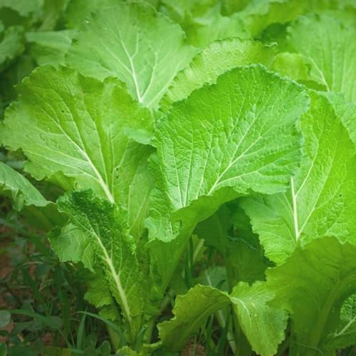 The Rike 3000 Seeds Mustard Leaf – Cải Bẹ Xanh Green Mustard Lettuce Spinach Seeds Southern Giant Curled Mustard Greens Tendergreen GAI Choi Mustard Seeds Heirloom Non GMO