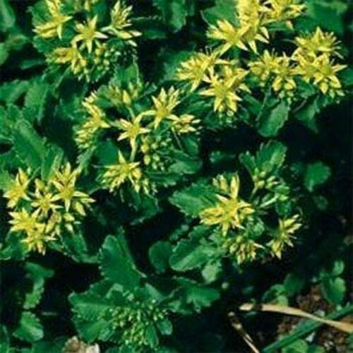 Sedum - Ellacombium - 50 Semi