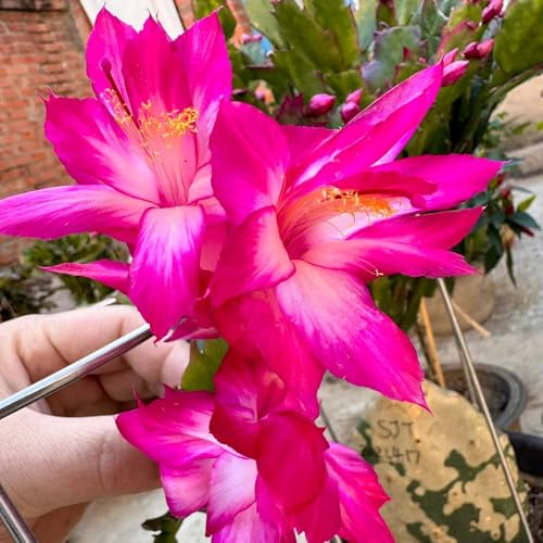 Cactus di Natale - mini grasse da appartamento in rialzata tappezzante e resistente esotica mix di grasse e succulente da 160semi