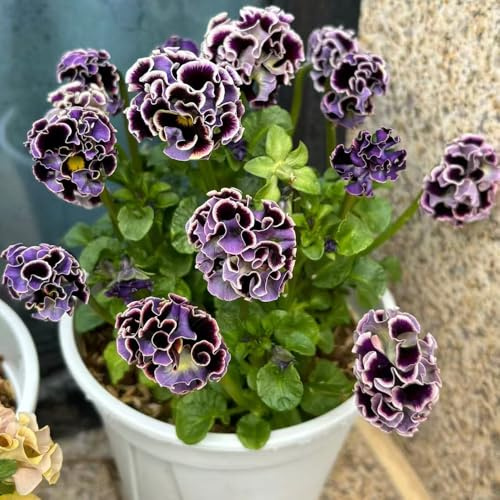 viole del pensiero, semi di viola del pensiero decorazione organica per balcone per l' di semi ombra selvatici balcone 500semi