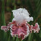 8 piezas Bulbos de iris resistentes perennes, Iris germanica, plantas raras Plantas de iris, bulbos de iris, Regalos de abejas del prado de flores exóticos Decoración vegetal plantas