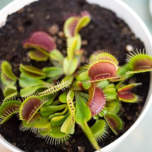 Venus Flytrap Seeds - Mixed Species Dionaea Muscipula Carnivorous 15 Seeds
