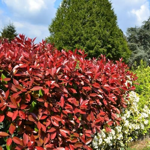 Fotinia Photinia x fraseri Red Robin pianta da siepe in vaso H 100/120 cm Vivaio di Castelletto