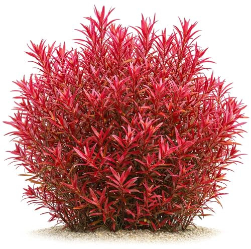Rotala rotundifolia Singapore Blood Red - in vitro XL im 8,5-cm-Becher | Intensiv rote Stängelpflanze für den Hintergrund, bildet bei starker Beleuchtung Bestände und schafft leuchtende Farbakzente.