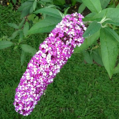 Plant Theory Berries and Cream Butterfly Bush Buddleja Shrub Plant 2L Pot
