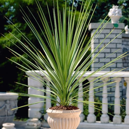 You Garden 2 x Cordyline Australis Green in a 14cm Pot 55cm Tall Architectural Green Palm Like Evergreen Palm Plant for Garden