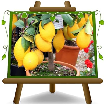 EURO PLANTS VIVAI Agrumes Citron lunaire Arbres fruitiers Hauteur: 140~160 cm Pot: 26 cm