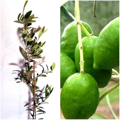 Árbol Olivo Picual Segura Garden, 80-100 cm, Olea europaea | Variedad productiva, Con aceitunas para aceite de oliva