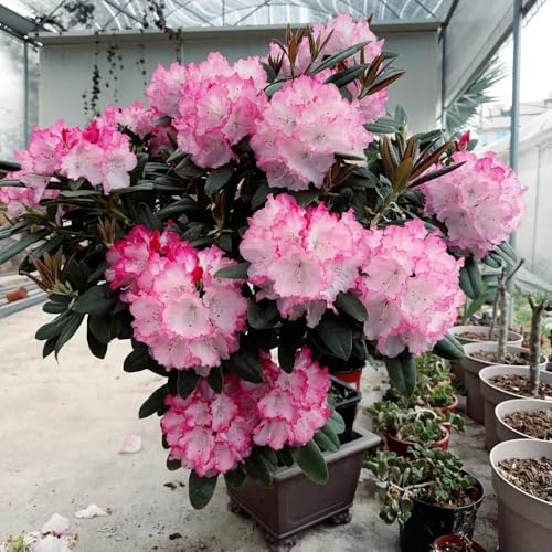 Semillas de rododendro resistentes - camas elevadas, balcón azalea orgánicas decoración jardín perennes 100pcs