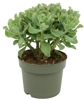 Maceta de 12 cm DECOALIVE Crassula Arborescens - Planta Suculenta para Escritorio, Planta Viva 20 cm