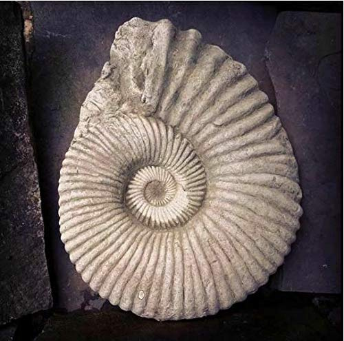 Statue fossile d'ammonite | Statue de jardin antique en pierre reconstituée en béton