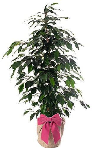 Ficus Danielle Large Tropical Weeping Fig Gift Plant for Mum on Mothers Day (100-120cm (Incl. Pot))