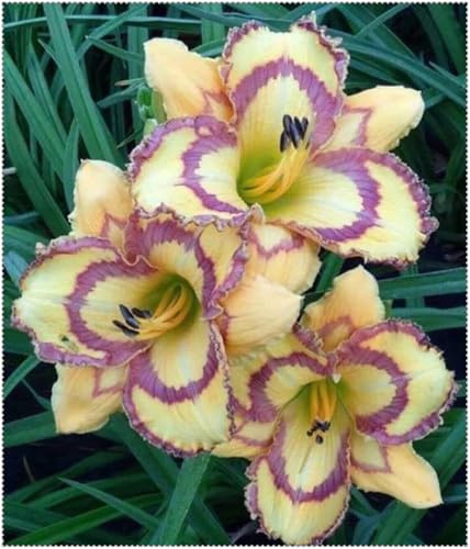 Taglilien,stück,taglilien winterhart mehrjährig,hemerocallis,taglilien rhizome,Hemerocallis,Mysteriöse magische Glühbirne-5stück-G