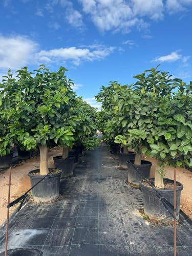 Sunny Tree Citronnier - Citrus Citron - XL 200 cm - Parfait pour les jardins et les terrasses - Produit de qualité supérieure - Porteur de fruits - 15 ans