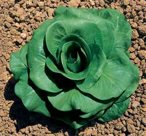 CICORIA A GRUMOLO VERDE NR.1000 SEMI