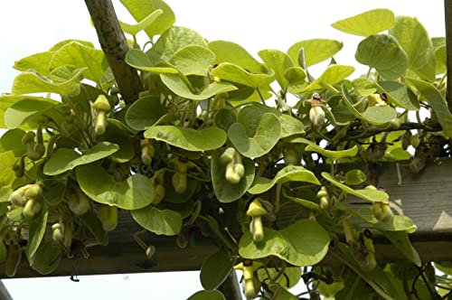 Aristolochia macrophylla 7,5L 100-150 Großblättrige Pfeifenwinde,winterhart, deutsche Baumschulqualität, im Topf für optimales anwachsen