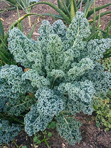 Viridis Hortus - Kale - Dwarf Blue Curled 430 (1.5g's Approx.) Vegetable/Fruit Seeds