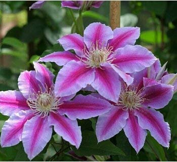 Topfsamen 100 Stück Clematis Semi, Semi di Piante Clematis Semi Clematis Florida Thunb Fiori di Giardino HomePlanting Bianco