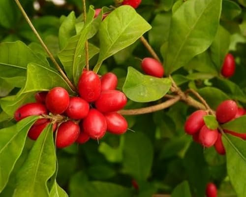 Graines de fruits Dulcificum rouges fraîches, 80 pièces