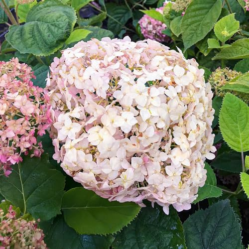 Hydrangea arborescens Candybelle Marshmallow Plant in Pot – Hydrangea Plants Outdoor Garden Ready -Creamy Pink Summer Flowering Garden Shrubs Ready to Plant Hardy Outdoor Plants (3L Pot, 30-50cm)