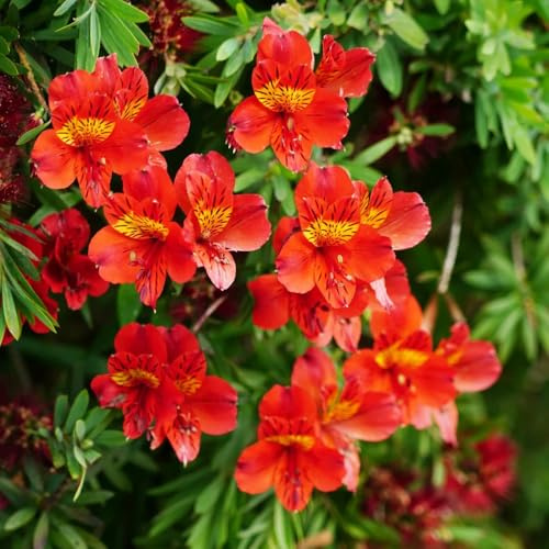 Semillas de alstroemeria, semillas para invitados pradera jardín aptas para las abejas balcón otoño resistentes pradera mariposas 500pcs