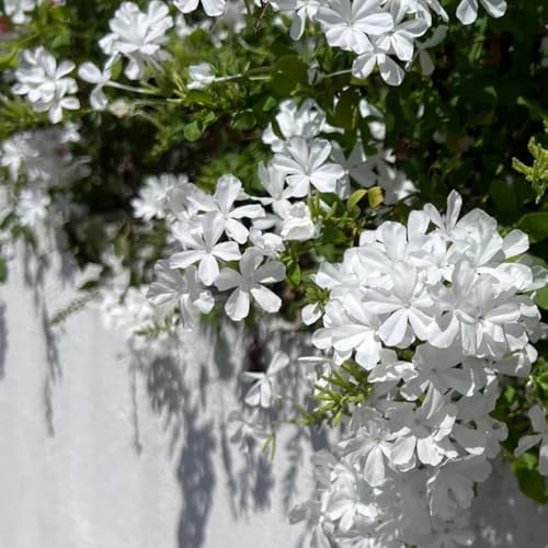 Plumbago auriculata balkonpflanzen winterhart Plumbago auriculata blumensamen blumenwiese pflanzenkübel kaufen wildblumensamen 100samen