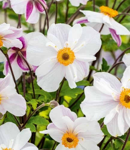 BALDUR Garten 6x Weiße Herbst-Anemone, Pflanzen im 9x9 cm-Topf | reichblühend, anmutiges Blütenmeer im Beet & Kübeler Dauerblüher, pflegeleicht & winterhart