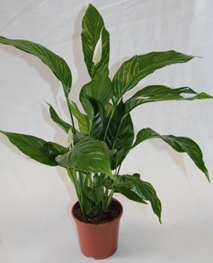 Spathiphyllum o espatifilio (Maceta 13 cm Ø) - Planta viva de interior