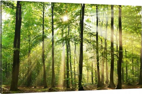 HUBDECO Leinwand Bilder Wohnzimmer - Bilder, Poster, Kunstdrucke - Leinwandbild - Bild auf Leinwand - Tolle Zimmerdekoration - Schlafzimmer Bilder - 120x80 cm Bäume Sonne