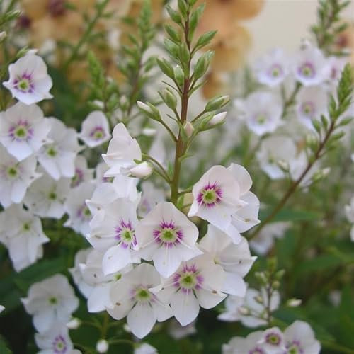 Hebe Parahebe 'Snow Clouds' (VR) Hardy Evergreen Flowering Plant Garden Shrub Easy to Grow Your own by Park Farm Plants (1 x 9cm Pot)